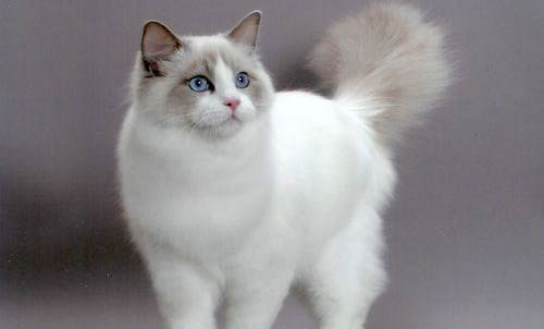 布偶猫和蓝白哪个好养