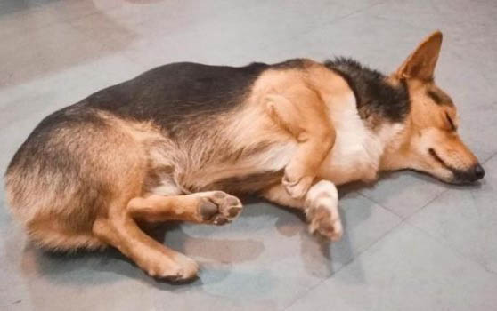 犬细小病毒小狗狗可以活多久