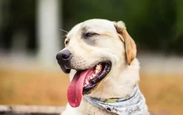 狗狗可不可以吃葡萄