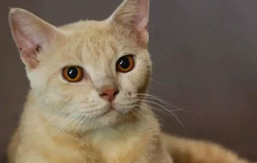 猫疱疹病毒传染吗