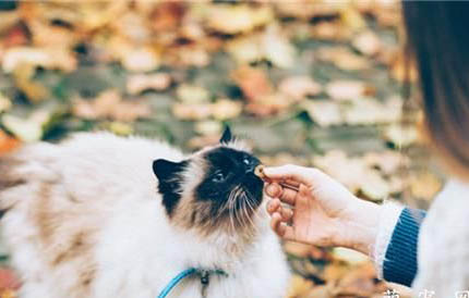 猫咪食欲下降怎么回事