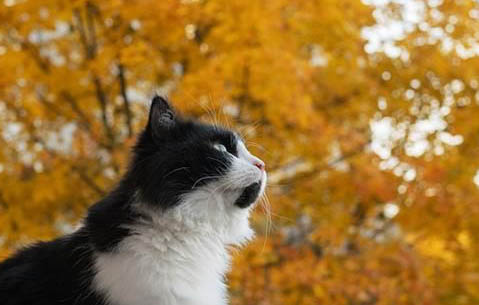 猫咪没有猫砂盆多久会好