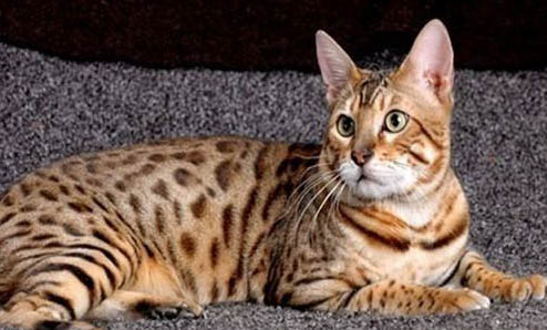猫为什么会呕吐然后死了