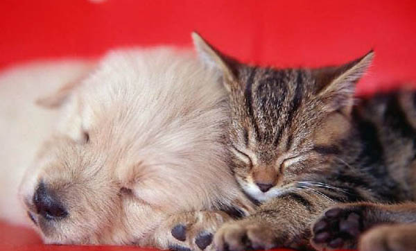 猫吐黄水拉肚子,怎么办?