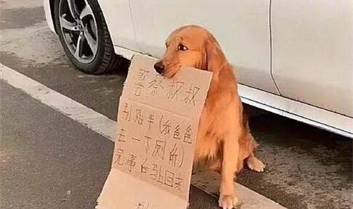 狗狗突然不爱吃东西的原因是什么