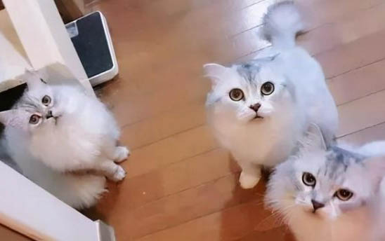 猫咪胰腺炎治愈率高吗