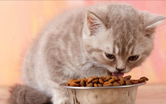 小猫平时除了吃猫粮外还能吃哪些食物