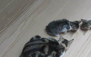 猫咪放屁很臭是为什么