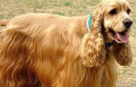 英国可卡犬不吃不喝没精神是怎么回事