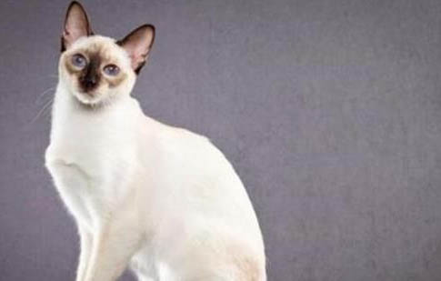 重点色短毛猫眼睛红肿流泪