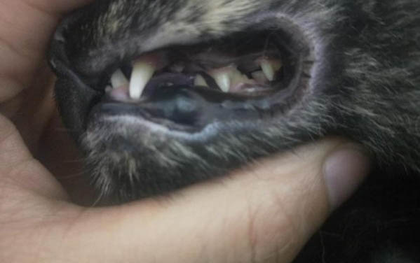 小猫鼻子不通气,该如何处理?