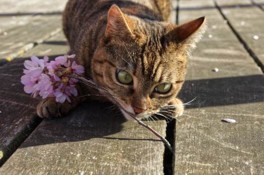 折耳猫一定会发病吗