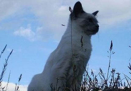 巴厘猫尿结石的原因