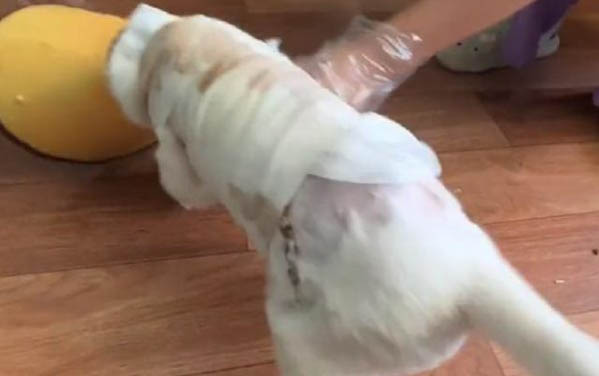 狗狗可不可以吃西梅果肉