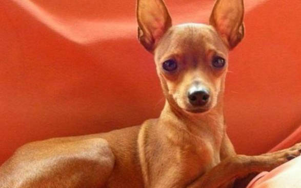 小鹿犬价格一般多少钱一只
