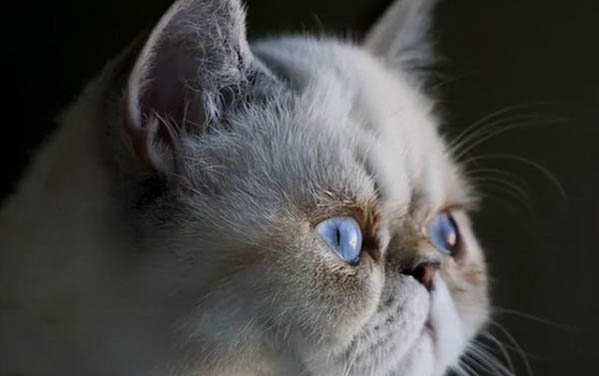 小猫长大要多久
