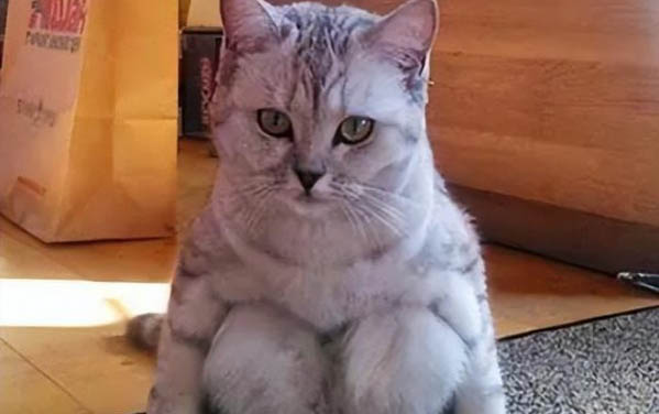 小猫呕吐该怎么办啊