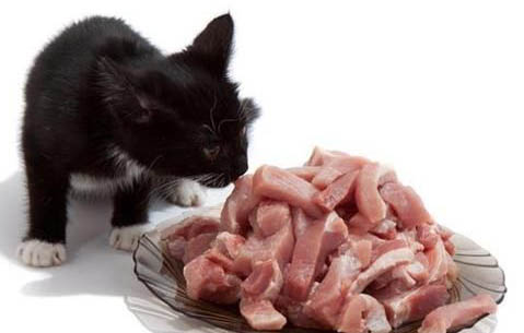 猫咪口臭怎么办
