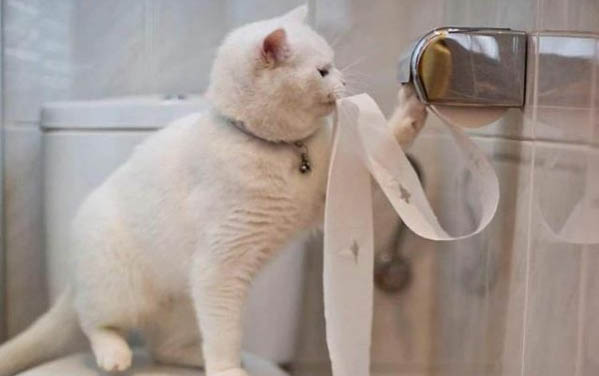 小猫需要打什么疫苗