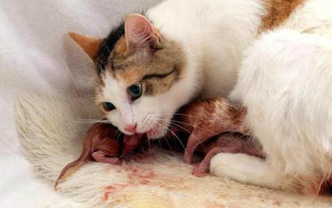 猫炎症高查不到原因
