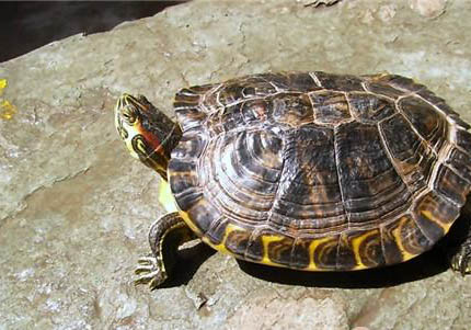 巴西红耳龟能活多少年