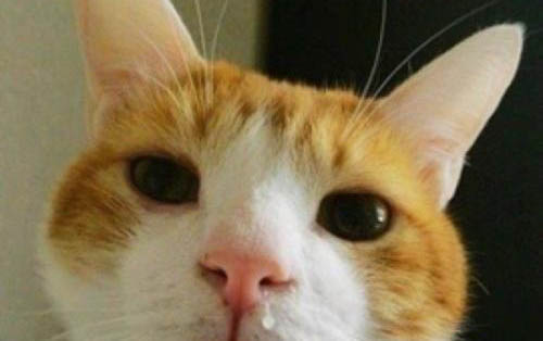 猫咪突然尿量特别大是什么原因