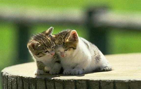 猫可以吃橙子吗
