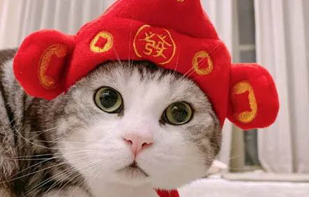 如何分辨公猫母猫幼崽？