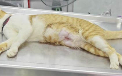 小猫不吃东西呕吐,精神不好,身体没力气怎么办?