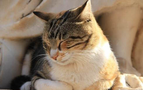 猫憋屎的表现