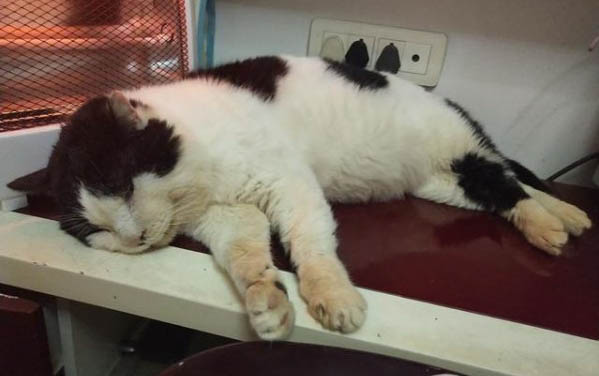 为什么猫咪冬天要得猫癣呢