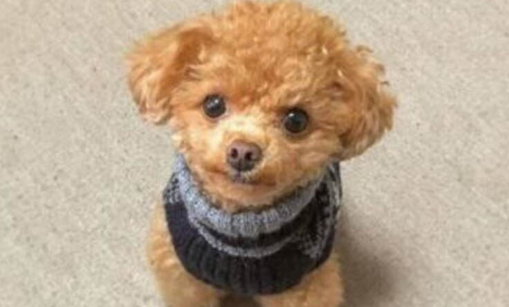 别人送狗能要吗