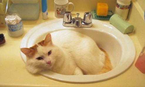 请问猫咪呕吐的原因及处理方法?