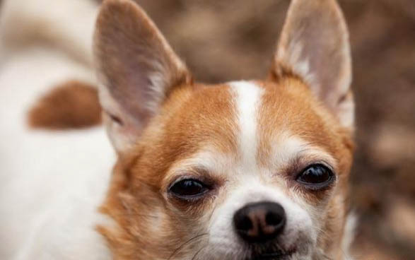 狗狗胰腺炎和冠状病毒能治好吗