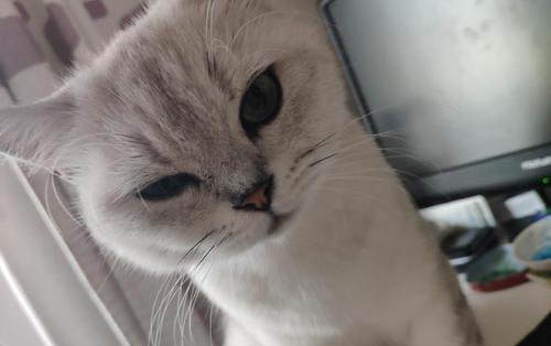 三个月小猫一天睡多久