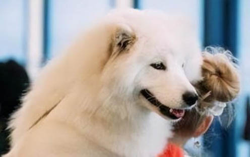 狗狗为什么会有肺炎呢
