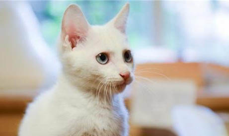 猫咪便中有血怎么回事