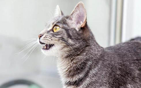 猫咪拉稀是怎么回事啊？