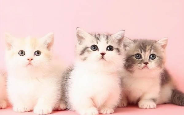 猫咪换牙期一般持续多久