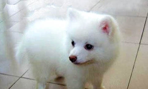 日本银狐犬多少钱一只