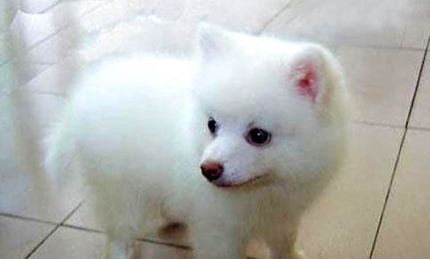 银狐犬价位是多少
