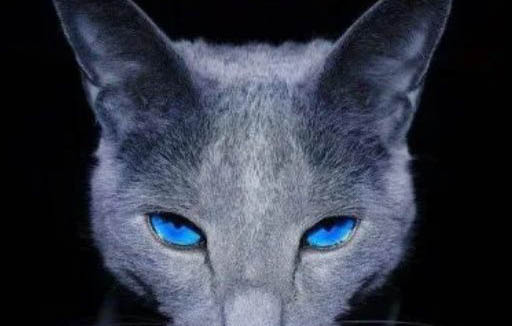 俄罗斯蓝猫眼睛眼屎多