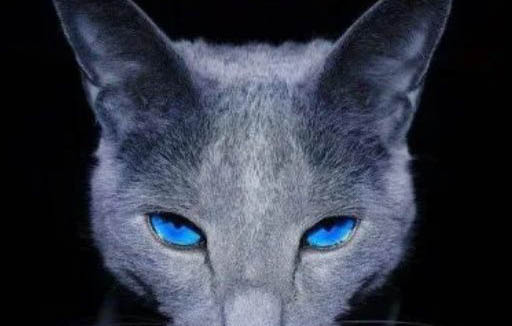 蓝猫长到几个月定型