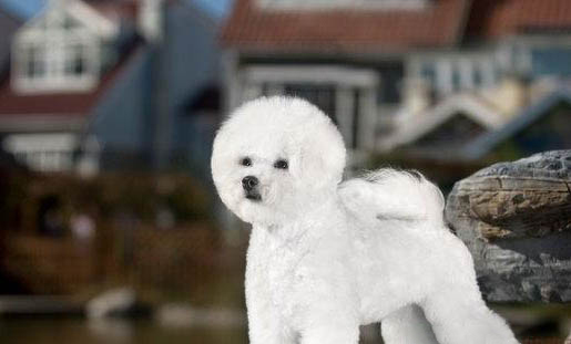 怎样给比熊犬剪毛视频