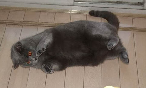 猫咪口水多什么原因引起的