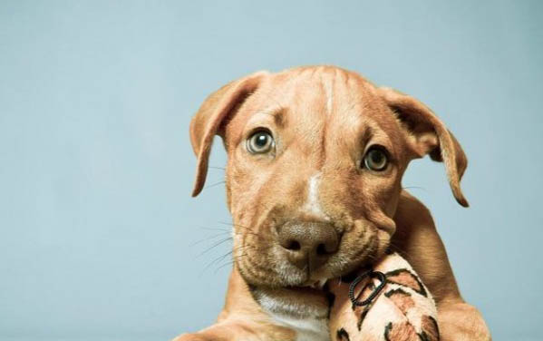 犬瘟多久过危险期
