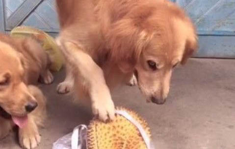 狗临死前症状有哪些
