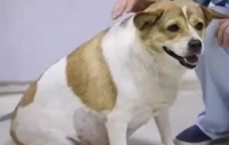 狗狗老是不给摸怎么办