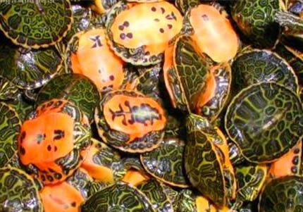 火焰龟属于巴西龟吗