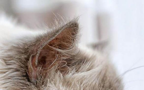 猫尿路感染吃什么消炎药效果好